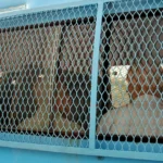 França condena ex-jogadores de rúgbi a até 14 anos de prisão por estupro