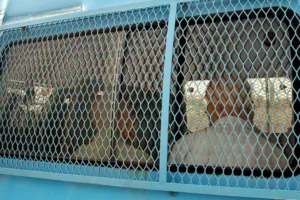 França condena ex-jogadores de rúgbi a até 14 anos de prisão por estupro