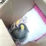 Guarda Municipal resgata gambá dentro de residência em Maringá