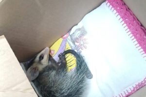 Guarda Municipal resgata gambá dentro de residência em Maringá