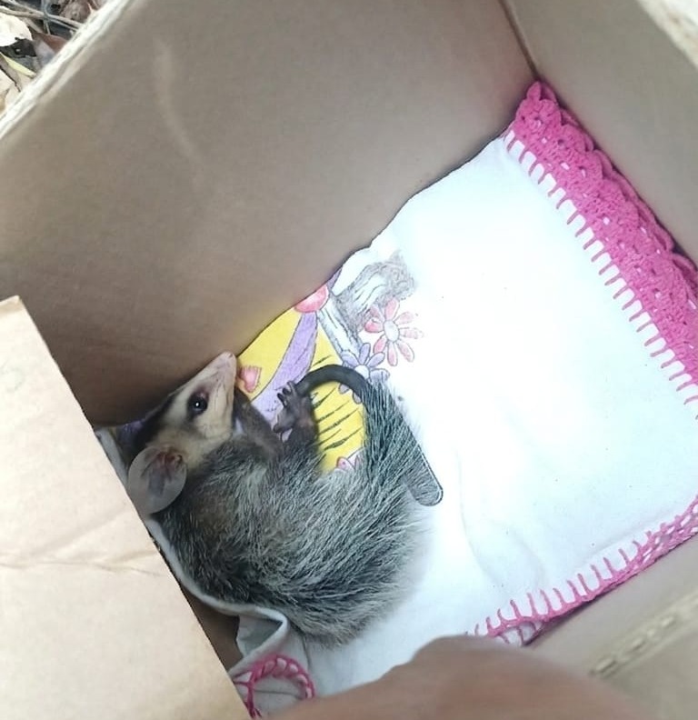 Guarda Municipal resgata gambá dentro de residência em Maringá