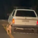 Homem é preso após arrastar cachorro até a morte em Mandaguari