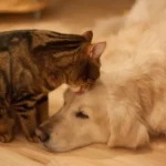 Lei define guarda compartilhada de pets; veja detalhes