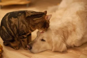 Lei define guarda compartilhada de pets; veja detalhes