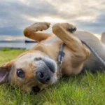 México classifica vira-lata caramelo como raça oficial do país