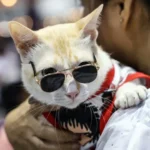 Nossos parentes genéticos: As criaturas vivas mais parecidas com os humanos