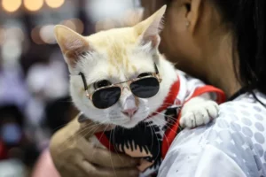 Nossos parentes genéticos: As criaturas vivas mais parecidas com os humanos