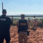 PCPR e PMPR recuperam seis bovinos furtados em propriedade