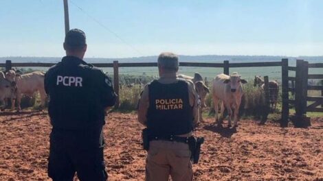 PCPR e PMPR recuperam seis bovinos furtados em propriedade