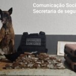 Passageira abandona mala com 4 kg de drogas em ônibus na rodoviária de Maringá