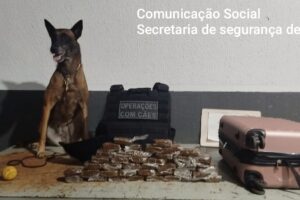 Passageira abandona mala com 4 kg de drogas em ônibus na rodoviária de Maringá