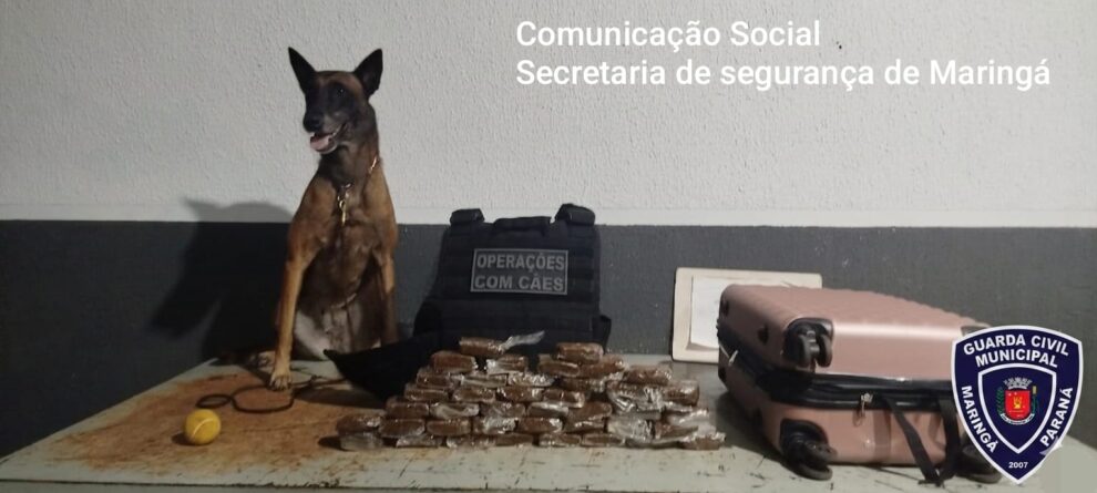 Passageira abandona mala com 4 kg de drogas em ônibus na rodoviária de Maringá