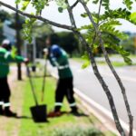 Prefeitura de Maringá suspende edital de R$ 80 milhões para remoções de árvores após pedidos de impugnação