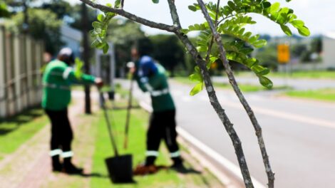 Prefeitura de Maringá suspende edital de R$ 80 milhões para remoções de árvores após pedidos de impugnação