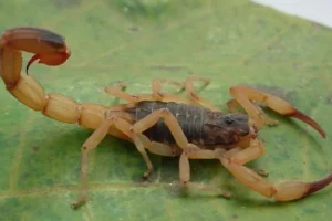Primeira morte do ano por picada de escorpião acende alerta