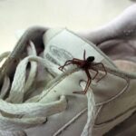 Quase 200 casos de ataques de aranhas foram registrados em Maringá no ano de 2025