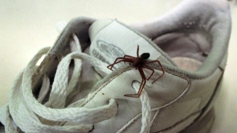 Quase 200 casos de ataques de aranhas foram registrados em Maringá no ano de 2025