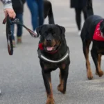 Raças de cachorros que são proibidas ao redor do mundo