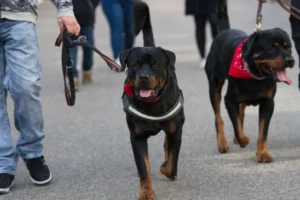 Raças de cachorros que são proibidas ao redor do mundo
