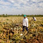 Redução da jornada 6x1 vai comprometer eficiência do agro, afirma Sistema FAEP