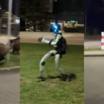 Robô persegue javalis à noite e vídeo viraliza nas redes; veja