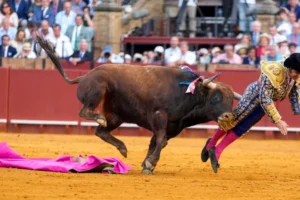 Toureiro famoso na Espanha é gravemente ferido por touro em Sevilha; veja