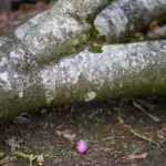 Tragédia em caça a ovos na Alemanha: 3 mortos, incluindo bebê; veja