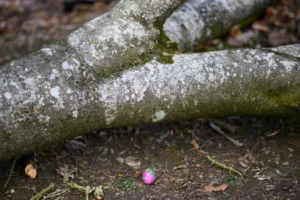 Tragédia em caça a ovos na Alemanha: 3 mortos, incluindo bebê; veja