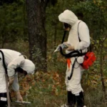 Vida selvagem substitui humanos na paisagem radioativa de Chernobyl