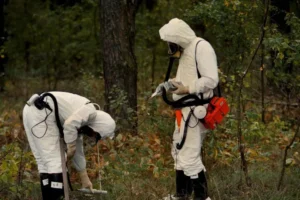 Vida selvagem substitui humanos na paisagem radioativa de Chernobyl