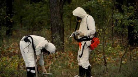 Vida selvagem substitui humanos na paisagem radioativa de Chernobyl