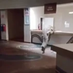 Vídeo: crocodilo invade recepção de hotel e tenta subir no balcão