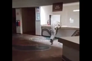 Vídeo: crocodilo invade recepção de hotel e tenta subir no balcão