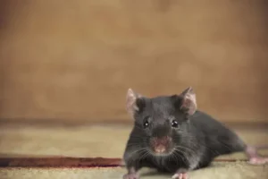 Argentinos caçam ratos em Ushuaia para achar origem de surto de hantavírus
