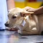 Clínica de Maringá vence edital para atender animais recolhidos pelo Bem-Estar Animal em regime de plantão