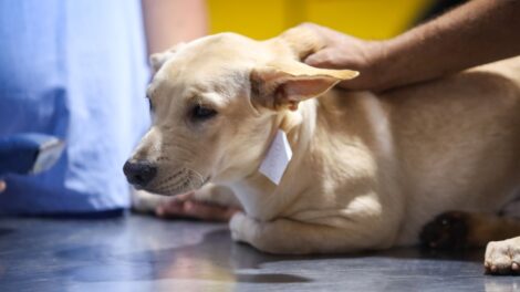 Clínica de Maringá vence edital para atender animais recolhidos pelo Bem-Estar Animal em regime de plantão