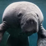 Criaturas míticas e os animais reais que são sua origem