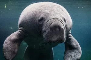 Criaturas míticas e os animais reais que são sua origem