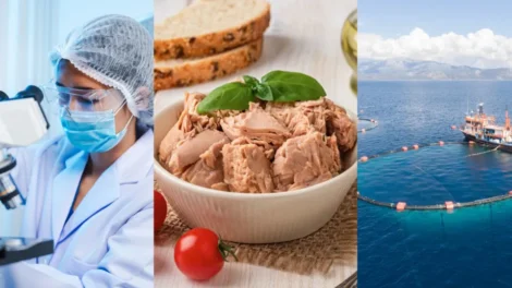 É seguro comer atum? - Notícias ao Minuto Brasil