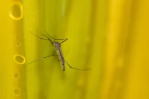 Estado de SP confirma mais duas mortes por febre amarela
