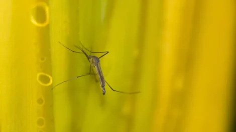 Estado de SP confirma mais duas mortes por febre amarela