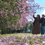 Florada das paineiras transforma câmpus da UEM em cenário turístico em Maringá
