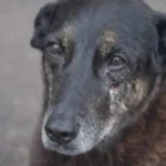 MP de Santa Catarina diz que cão Orelha não foi morto por adolescentes