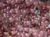 MP suspende por 10 jogos organizadas de Flamengo e Vasco após briga e morte