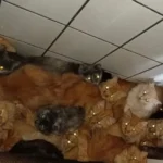 Mais de 400 gatos doentes são encontrados em apartamento em SC