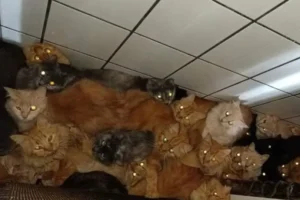 Mais de 400 gatos doentes são encontrados em apartamento em SC