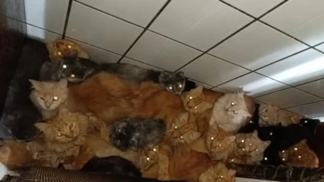 Mais de 400 gatos doentes são encontrados em apartamento em SC