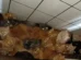 Mais de 400 gatos doentes são encontrados em apartamento em SC