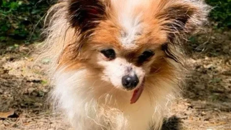 Morreu Lazare, provavelmente o cão mais velho do mundo, aos 30 anos