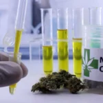 Mulheres de 45 a 64 anos lideram mercado de cannabis medicinal no país
